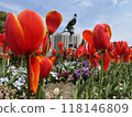 Red tulip 118146809