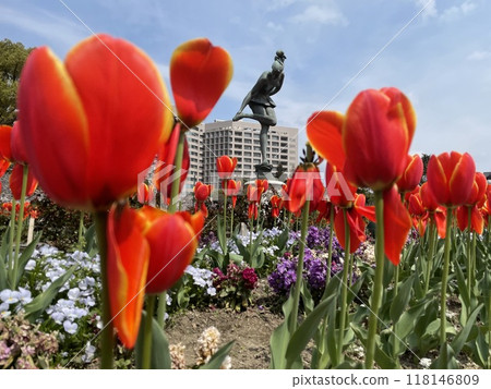 Red tulip Red tulip 118146809