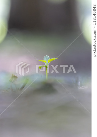 Small bud Small bud 118146848