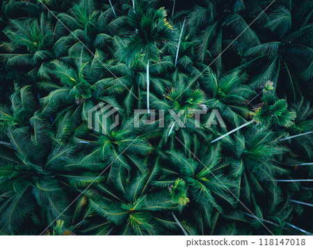 Top view of landscape in tropical forest Top view of landscape in tropical forest 118147018