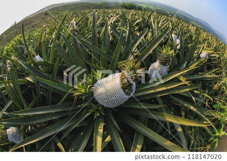 Pineapple grow on tree in garden Pineapple grow on tree in garden 118147020