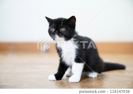 異國短毛貓坐 118147036