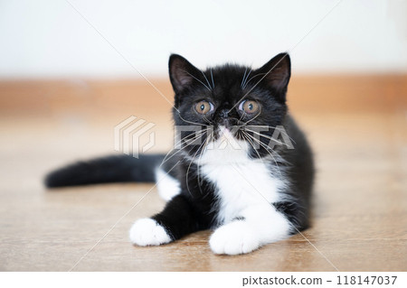 異國短毛貓坐 異國短毛貓坐 118147037