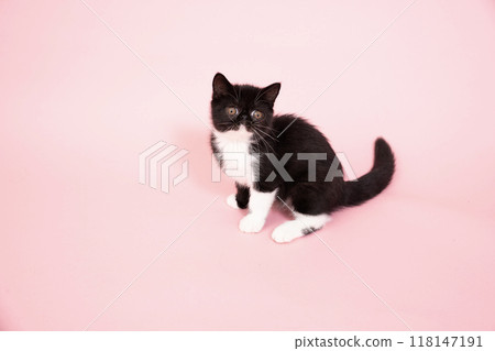 Pink back and exotic shorthair kitten looking back Pink back and exotic shorthair kitten looking back 118147191