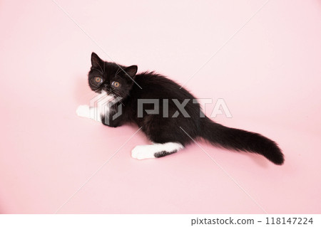 Pink back and exotic shorthair kitten looking back Pink back and exotic shorthair kitten looking back 118147224