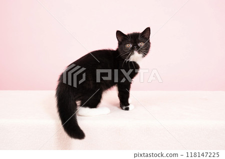 Pink back and exotic shorthair kitten looking back Pink back and exotic shorthair kitten looking back 118147225