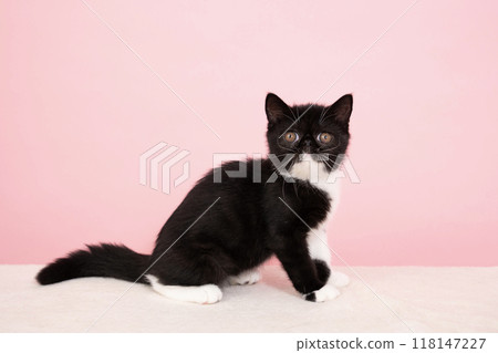 Pink back and exotic shorthair kitten looking back Pink back and exotic shorthair kitten looking back 118147227