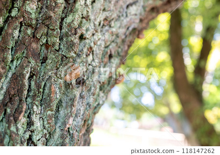 Cicada shells emerging from trees 118147262