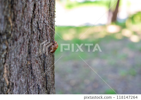 從樹幹鑽出的蟬殼 118147264