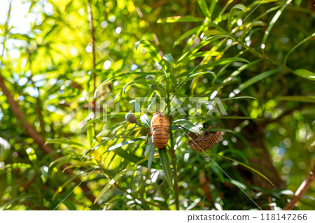 利用犬捲的葉子長出的多隻蟬的殼 利用犬捲的葉子長出的多隻蟬的殼 118147266