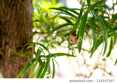 用犬卷葉長出來的蟬的蛻殼 用犬卷葉長出來的蟬的蛻殼 118147267