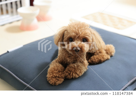 在度假酒店放鬆的玩具貴賓犬 在度假酒店放鬆的玩具貴賓犬 118147384