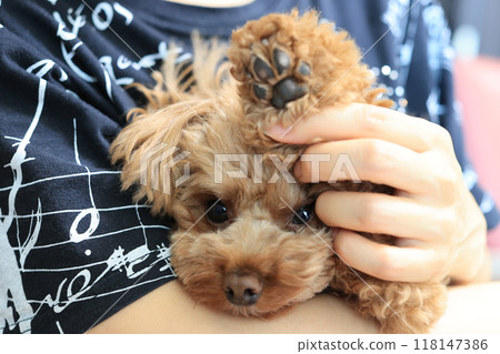 Toy poodle raising hand 118147386