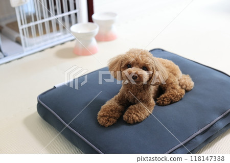 Toy poodle relaxing at a resort hotel Toy poodle relaxing at a resort hotel 118147388