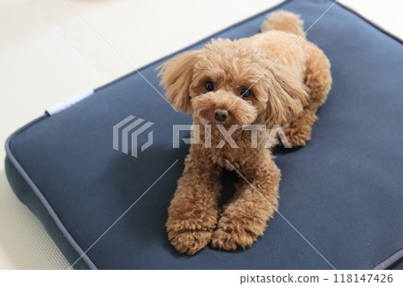 在度假酒店放鬆的玩具貴賓犬 118147426