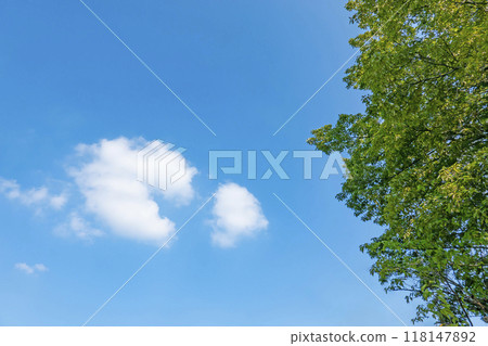 夏天的雲和樹 夏天的雲和樹 118147892