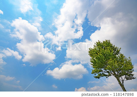 夏天的雲和樹 夏天的雲和樹 118147898