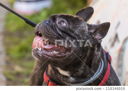 Portrait of a French bulldog opens its mouth and with tongue hanging out outdoor. Pet and purebred dog concept 118148010