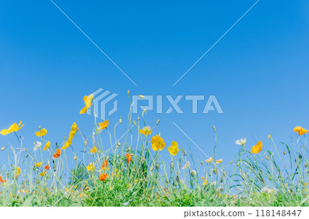 Poppy flowers growing in the blue sky Poppy flowers growing in the blue sky 118148447