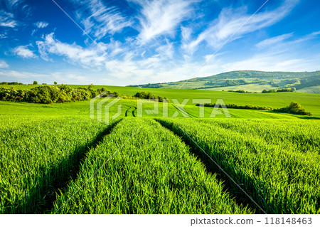 Green fields of Moravia Green fields of Moravia 118148463