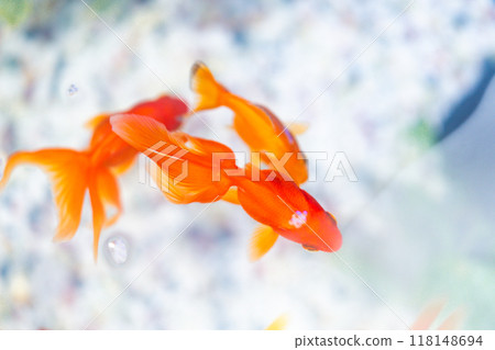 漂浮在水面上的紅色金魚 漂浮在水面上的紅色金魚 118148694