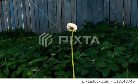Fluffy White Dandelion Illuminated by Sunlight Fluffy White Dandelion Illuminated by Sunlight 118148749