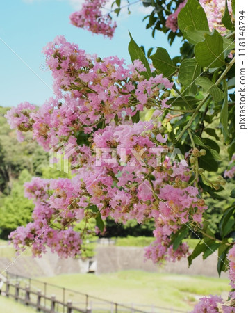 Flower of crape mybs 118148794