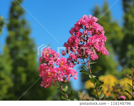 縐紗花 118148796