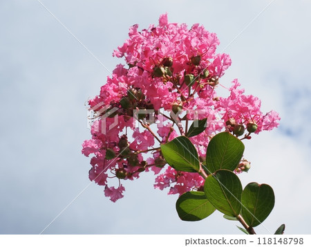 縐紗花 縐紗花 118148798