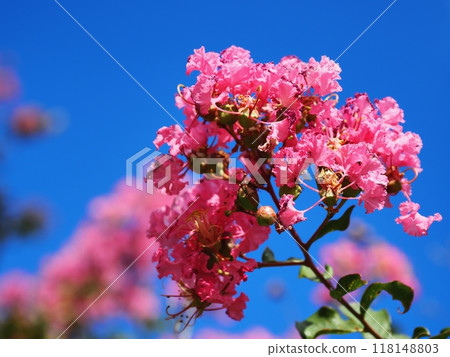Flower of crape mybs 118148803