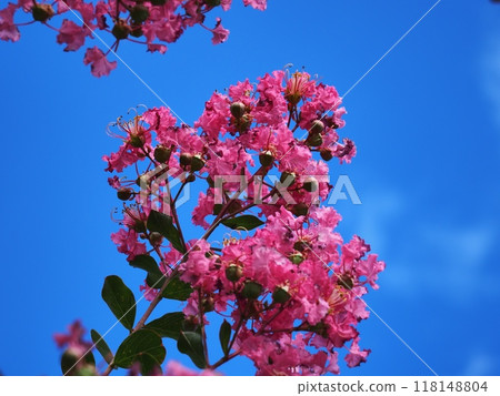 Flower of crape mybs Flower of crape mybs 118148804