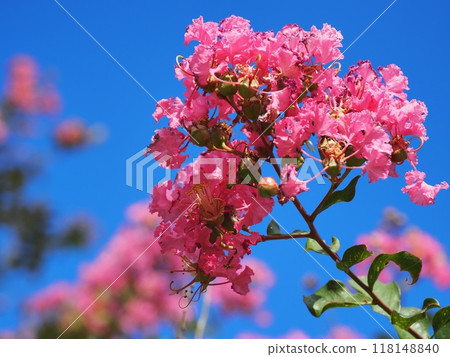 縐紗花 縐紗花 118148840