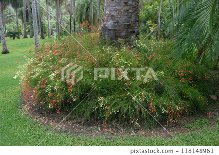 Russelia equisetiformis Schlecht flower Russelia equisetiformis Schlecht flower 118148961