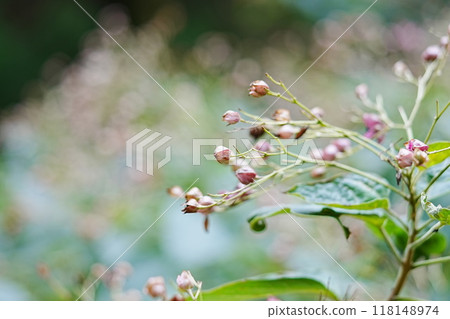 公園裡盛開的卡吉花 118148974