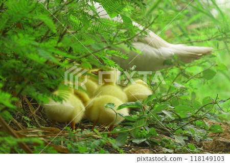 The ducklings and the mother duck went out to find food on the farm. The ducklings and the mother duck went out to find food on the farm. 118149103