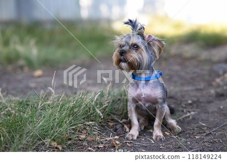 dog breed Yorkshire Terrier in the park on a green lawn dog breed Yorkshire Terrier in the park on a green lawn 118149224