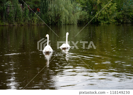 Two beautiful swans float on the water surface 118149230