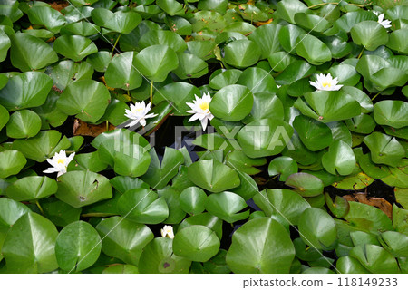 White water lilies among green lily pads on a pond. White water lilies among green lily pads on a pond. 118149233