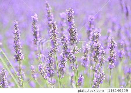 薰衣草盛開,特寫2 薰衣草盛開,特寫2 118149339
