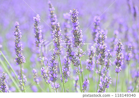 薰衣草花開滿了 3 薰衣草花開滿了 3 118149340