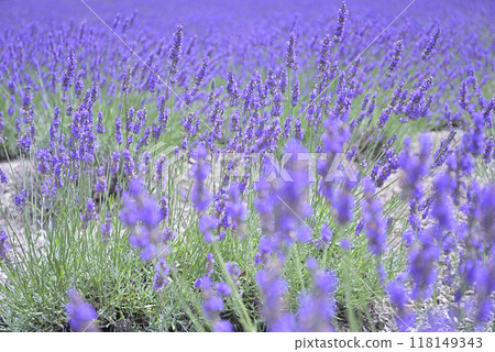 薰衣草花開遍地 6 薰衣草花開遍地 6 118149343