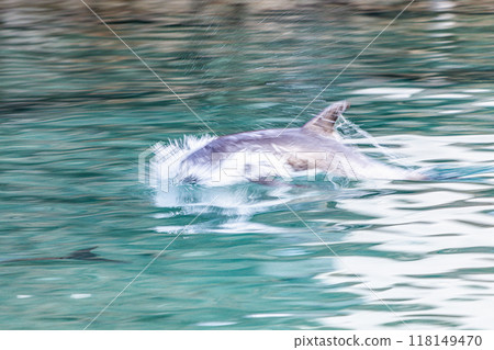海豚 海豚 118149470