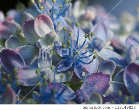 Hydrangea of hydrangea 118149828