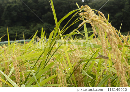 Mooka Railway and rice 118149920