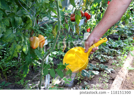 man waters a tomato bush from a plastic bucket in a greenhouse man waters a tomato bush from a plastic bucket in a greenhouse 118151300