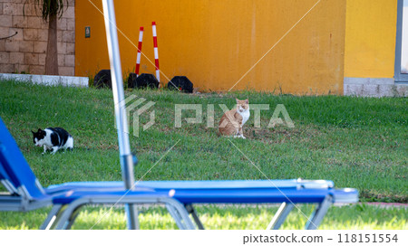 There is a cat comfortably sitting in the green grass next to a blue chair 118151554