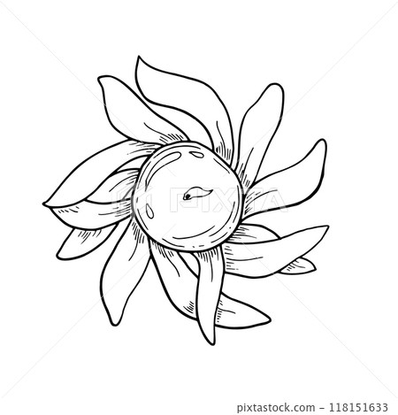Diya candle in shape of lotus flower vector isolated illustration painted by black inks. Traditional Diwali burning lamp etching drawing. Transparent burning candle for coloring book, mandala art. Diya candle in shape of lotus flower vector isolated illustration painted by black inks. Traditional Diwali burning lamp etching drawing. Transparent burning candle for coloring book, mandala art. 118151633