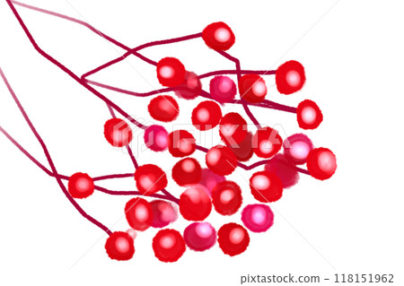 羅文卡 4 118151962