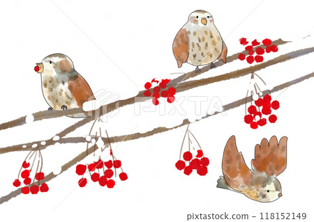 羅文和鳥卡 3 118152149