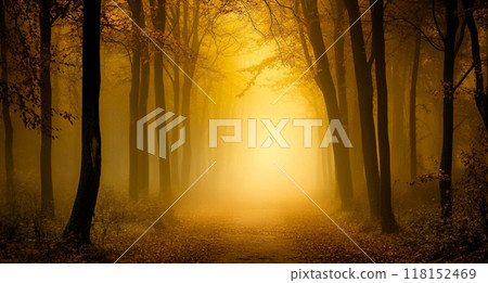 A mystical forest with tall trees, bathed in golden light filtering through the foggy atmosphere. A mystical forest with tall trees, bathed in golden light filtering through the foggy atmosphere. 118152469